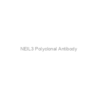 NEIL3 Polyclonal Antibody